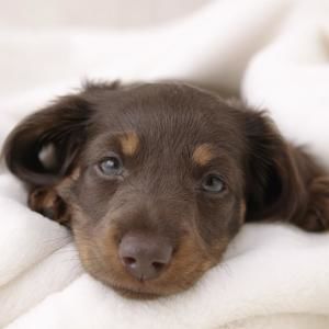 Meet your Posher, Juan